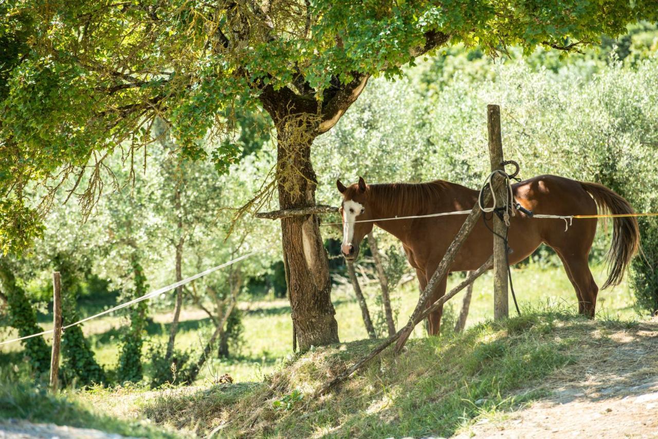 Agriturismo Fattoria Lavacchio Pontassieve Exteriér fotografie